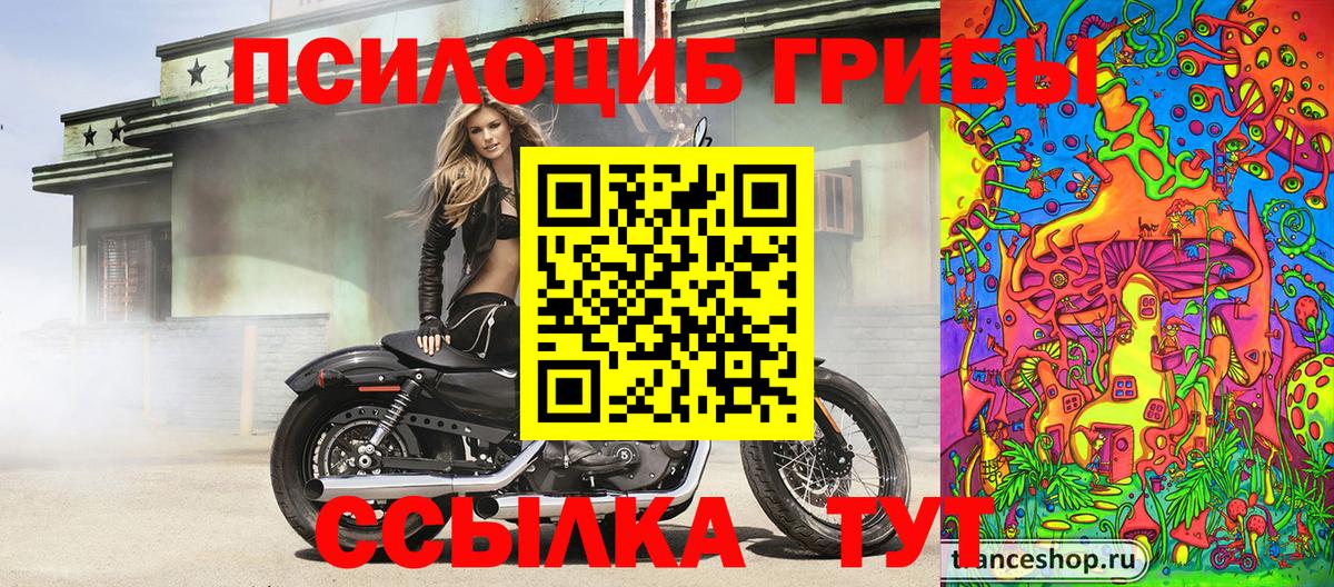 Галлюциногенные грибы Psilocybe Кострома